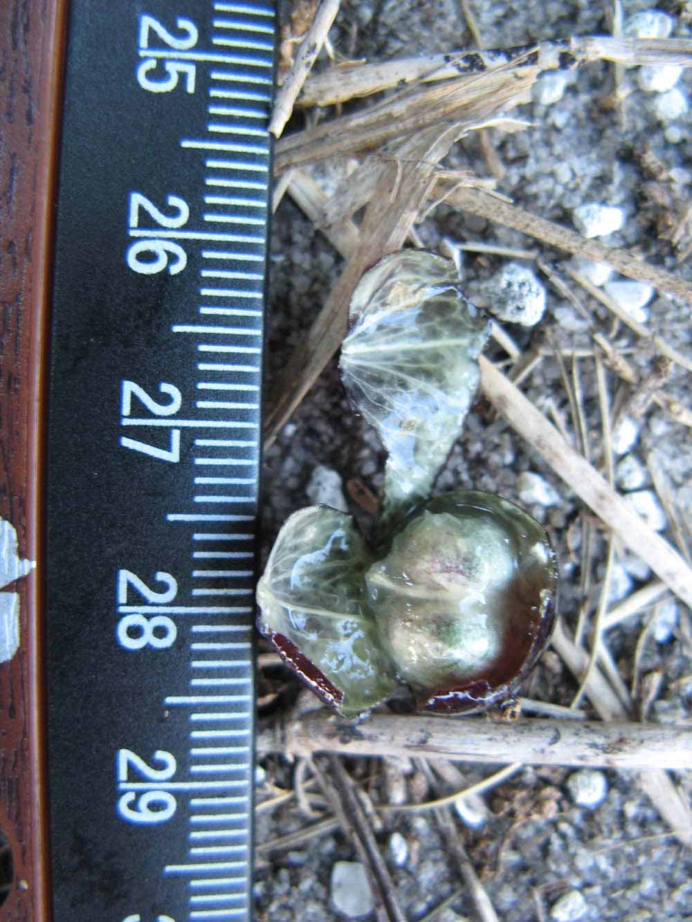              Fruit cross-section (Winter Haven, FL)       